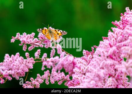 Painted Lady Butterfly, Vanessa cardui auf Blumen. Stockfoto