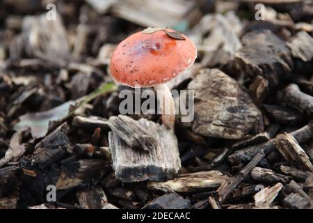 Früher Russula mairei (Singer), und allgemein bekannt als der Buchenholzkiefer in den Niederlanden Stockfoto