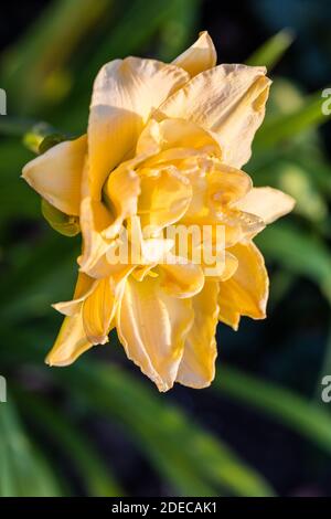 'Jean Swann' Daylily, Daglilja (Hemerocallis) Stockfoto