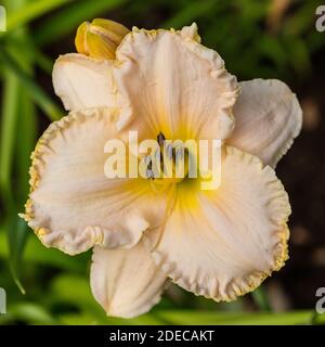 'Victorian Lace" Daylily, Daglilja (Hemerocallis) Stockfoto