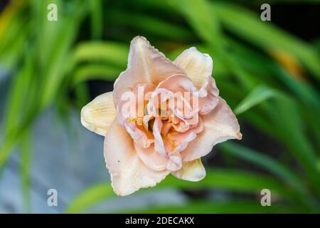 'Jean Swann' Daylily, Daglilja (Hemerocallis) Stockfoto