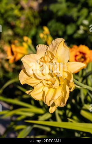 'Jean Swann' Daylily, Daglilja (Hemerocallis) Stockfoto