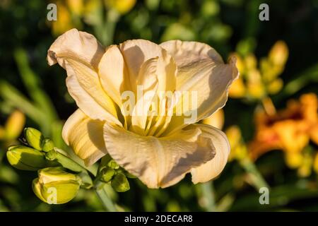 'Jean Swann' Daylily, Daglilja (Hemerocallis) Stockfoto