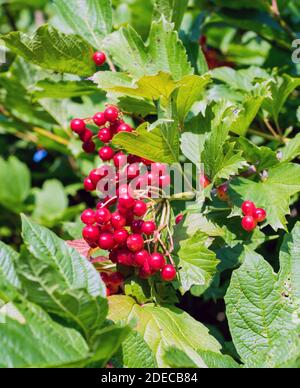 Trauben von roten Viburnum-Beeren auf einem Zweig, reifen in den späten Sommern Stockfoto