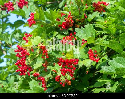 Trauben von roten Viburnum-Beeren auf einem Zweig, reifen in den späten Sommern Stockfoto