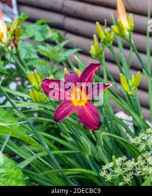 Leuchtend rote Taglilien, die im Sommer an einer hölzernen Blockwand blühen, verleihen der städtischen Straßenlandschaft mit ihren anmutigen Blumen und Knospen Farbe. Stockfoto