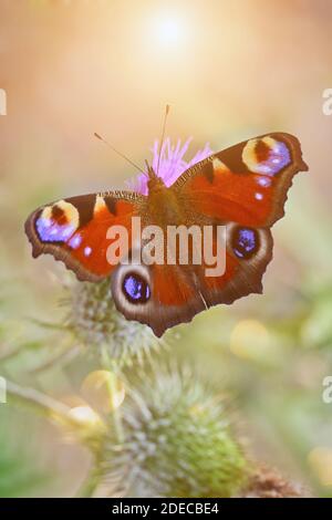 Schöner roter Schmetterling auf einer rosa blühenden Distel. Aglais io, Pfauenschmetterling in Nahaufnahme. Stockfoto