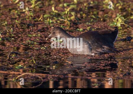 Die Gallinula galeata (Gallinula galeata) wat im Wasser des Sacramento National Wildlife Refuge in Kalifornien. Stockfoto