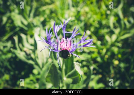 Centaurea montana Blumen Nahaufnahme Ansicht in Vanoise Nationalpark, Frankreich Stockfoto