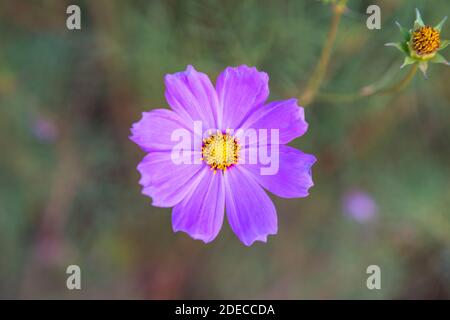Einzelne lila Kosmos Blume und Kosmos Knospe Stockfoto