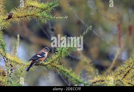 Zweiarmiges Kreuzschnabel, weißgeflügeltes Kreuzschnabel-Männchen in Lärchenbaum Stockfoto