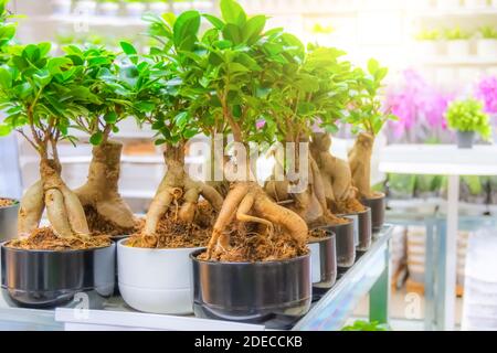 Ficus microcarpa auf Lager Regale Verkauf von Zimmerpflanzen Stockfoto