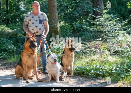 Haulerwijk, Niederlande - September 02 2020: Ein zäher tätowierter Mann mit seinen 2 deutschen Schäfern und einer alten englischen Bulldogge. Die Hunde sind an der Leine. Stockfoto