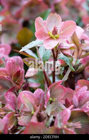 Tiefrosa Blüten von Helleborus 'Pink Frost'. Helleborus × ballardiae 'HGC Pink Frost' . Schneerose „Pink Frost“. Helleborus 'Coseh 710'. Stockfoto