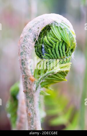 Osmunda Regalis, Royal Farn, Wedel entfalten sich im Frühjahr Stockfoto