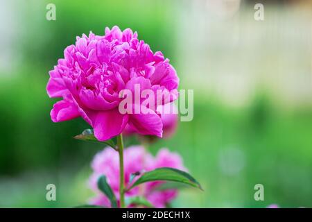 Schöne blühende Pfingstrose im Garten. Blumen Hintergrund. Nahaufnahme - Bild Stockfoto