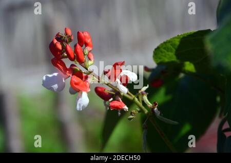 Rot & Weiß Runner Bean (Phaseolus coccineus) 'St George' Blumen im Zuteilungsgarten im RHS Garden Harlow Carr, Harrogate, Yorkshire, Großbritannien gewachsen. Stockfoto