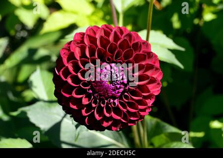 Single Burgundy 'Pom Pom' Dahlia Blume in der Grenze bei RHS Garden Harlow Carr, Harrogate, Yorkshire, England, Großbritannien angebaut. Stockfoto