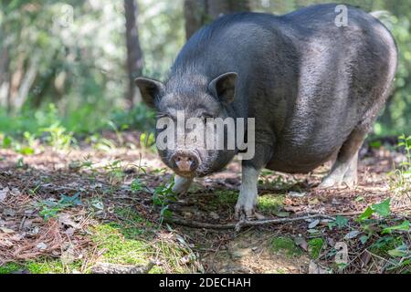 Vietnamesische Pot-bauchige Schwein auf dem Bauernhof Stockfoto