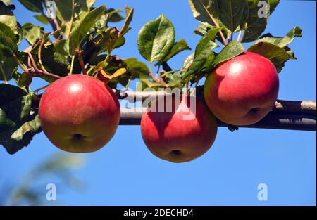 Malus Domestica 'Red Devil' Äpfel, die im Orchard im RHS Garden Harlow Carr, Harrogate, Yorkshire, England, Großbritannien angebaut werden. Stockfoto