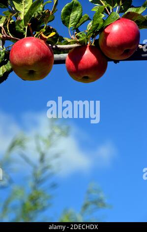 Malus Domestica 'Red Devil' Äpfel, die im Orchard im RHS Garden Harlow Carr, Harrogate, Yorkshire, England, Großbritannien angebaut werden. Stockfoto