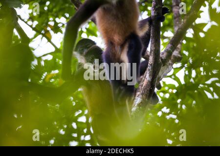 Azuero Klammeraffen, Ateles geoffroyi azuerensis, im dichten Regenwald des Cerro Hoya Nationalpark, Provinz Veraguas, Republik Panama. Stockfoto