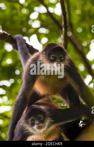 Azuero Klammeraffen, Ateles geoffroyi azuerensis, im dichten Regenwald des Cerro Hoya Nationalpark, Provinz Veraguas, Republik Panama. Stockfoto