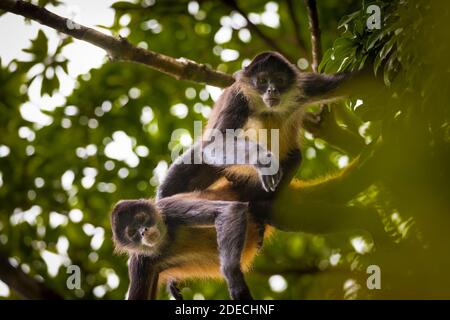 Azuero Klammeraffen, Ateles geoffroyi azuerensis, im dichten Regenwald des Cerro Hoya Nationalpark, Provinz Veraguas, Republik Panama. Stockfoto