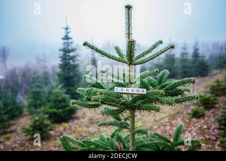 Bamberg, Deutschland 28. November 2020: Symbole - Coronavirus - 28. November 2020 in einer Tanne ist die Corona weltweit im Einsatz Stockfoto