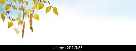 Grüne Birke auf dem verschwommenen Sommerhintergrund Stockfoto