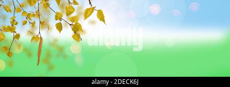 Grüne Birke auf dem verschwommenen Sommerhintergrund Stockfoto