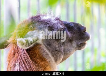 Kopfbild Einer Erwachsenen Lama Glama. Selektiver Fokus, gefiltertes Bild, Lichteffekt hinzugefügt. Stockfoto
