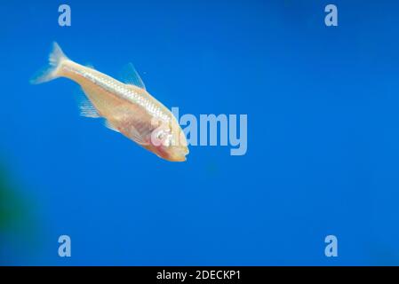 Astyanax fasciatus mexicanus - Anoptichthys jordani - blinde Höhle mexikanisch tetra Stockfoto