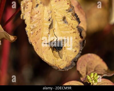 Eine Nahaufnahme einer Luftfliege, die auf einem Herbst ruht Blatt, das die Details seiner zusammengesetzten Augen zeigt Stockfoto