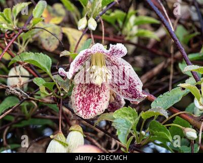 Eine Nahaufnahme einer einzelnen lila melierten Creme Blume der Winterblüte Clematis cirrhosa var. balearica Stockfoto