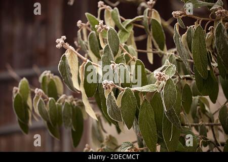 Reif auf Blättern. Rime-Eis auf Buschpflanze, mit weißen Eiskristallen aus der Nähe. Gefrorener Garten. Stockfoto