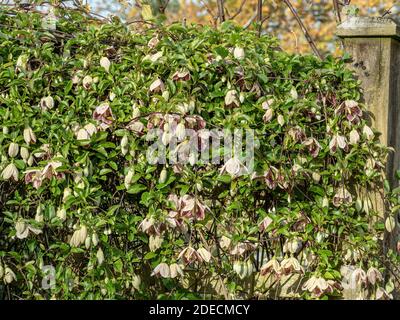 Eine große Pflanze der Winterblüte Clematis cirrhosa var. balearica, die ein Spalier bedeckt und von der Wintersonne beleuchtet wird Stockfoto