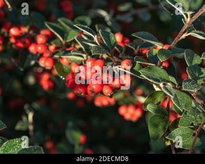 Eine Nahaufnahme einer Gruppe des hellen Rotes Beeren auf dem immergrünen Cotoneaster lacteus Stockfoto