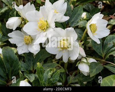 Eine Nahaufnahme einer Gruppe von reinen weißen Blüten Von Helleborus niger die Weihnachtsrose Stockfoto