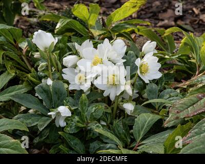 Eine Nahaufnahme einer Gruppe von reinen weißen Blüten Von Helleborus niger die Weihnachtsrose Stockfoto