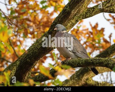 Eine einzelne Holztaube ( Columba palumbus ) Auf einem Zweig einer Eiche mit goldenem sitzend Herbstlaub im Hintergrund Stockfoto