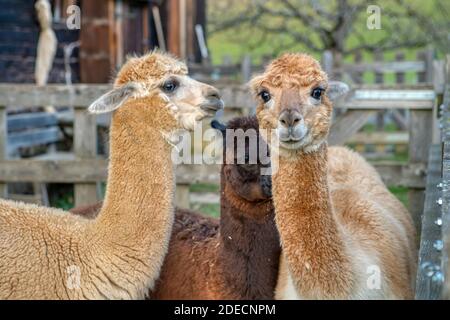 Gruppe von flauschigen Alpakas auf einem Bauernhof Stockfoto