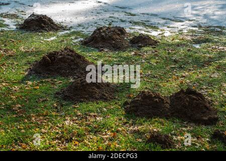 Grünes Feld mit Maulwürfe Höhlen. Abruzzen, Italien, Europa Stockfoto