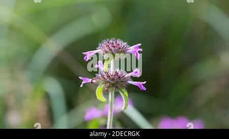 Nahaufnahme von Wild Basil (Clinopodium vulgare). Blume mit rosa Blütenblättern und haarigen Stiel. Stockfoto