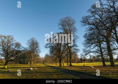 Ländliche Landschaft im Winter mit Bäumen, Schafweiden, Bäumen und Grünland unter blauem Himmel am späten Nachmittag in South Dalton, Yorkshire, Großbritannien. Stockfoto