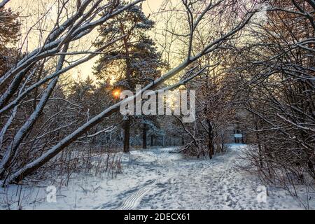 Winterlandschaft von einer sonnigen Lichtung in einem schneebedeckten Wald beleuchtet. Das Foto wurde im Stadtwald Tscheljabinsk aufgenommen. Stockfoto