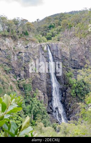 Der mit 200 m geschätzte Schachtelhalm-Wasserfall bei Ellenborough Falls ist der höchste Single Drop Wasserfall in New South Wales, Australien Stockfoto