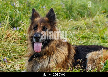 Der deutsche Schäferhund mit der Zunge liegt auf einer Blumenwiese. Stockfoto