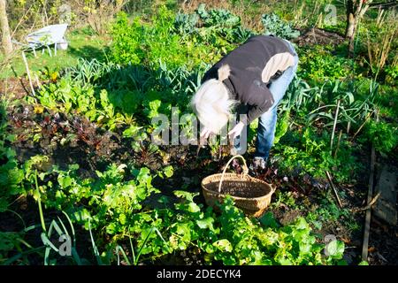 Frau mit Korb graben bis Rote Beete Kommissionierung grünen Salat Blätter & hausgemachten Gemüse Lauch Petersilie Gemüsegarten Wales Großbritannien KATHY DEWITT Stockfoto