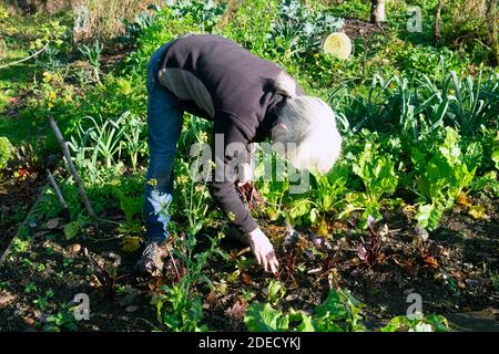 Frau mit Korb graben bis Rote Beete Kommissionierung grünen Salat Blätter & hausgemachten Gemüse Lauch Petersilie Gemüsegarten Wales Großbritannien KATHY DEWITT Stockfoto